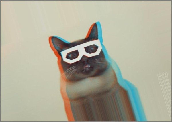 котик в очках