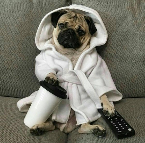 собака в халате