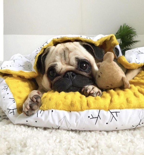 милые мопсики