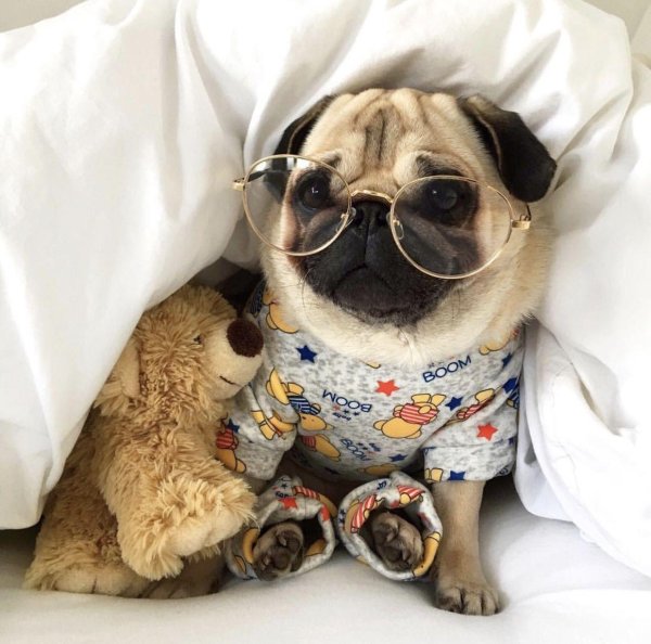 милые мопсики