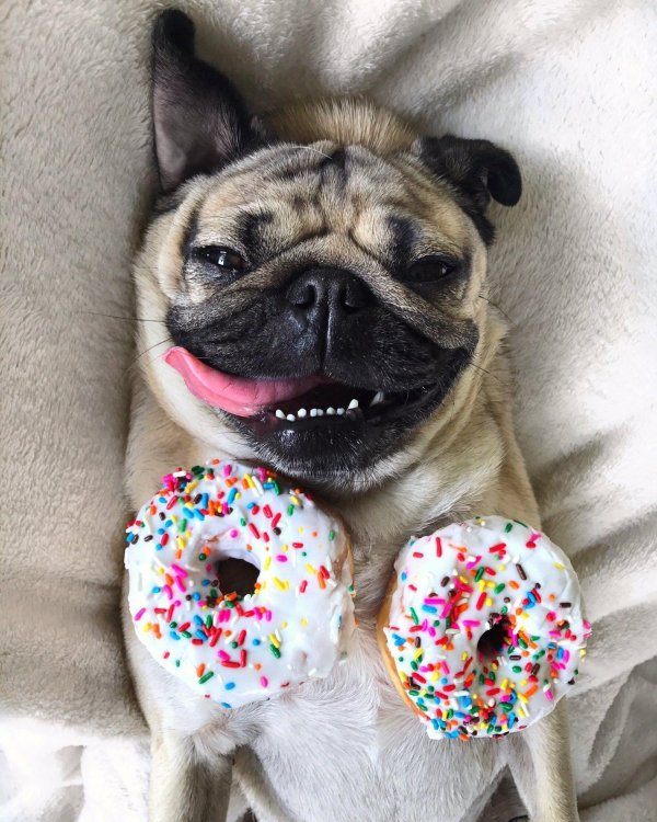 милые мопсики