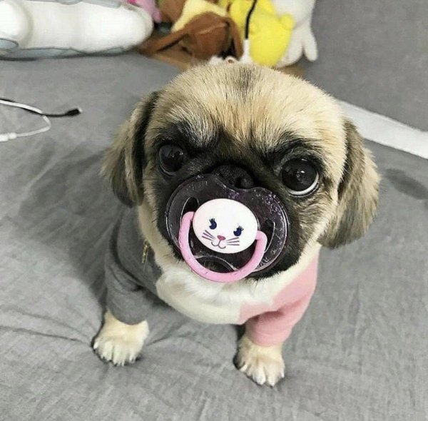 собачки мопсики