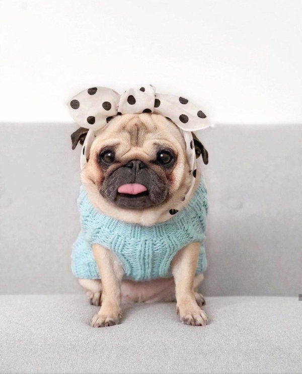 милые мопсы