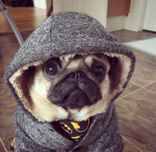 милые мопсы