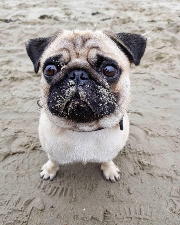 мохнатый мопс