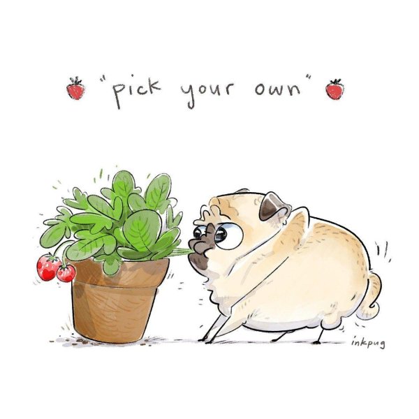 inkpug весёлые мопсы
