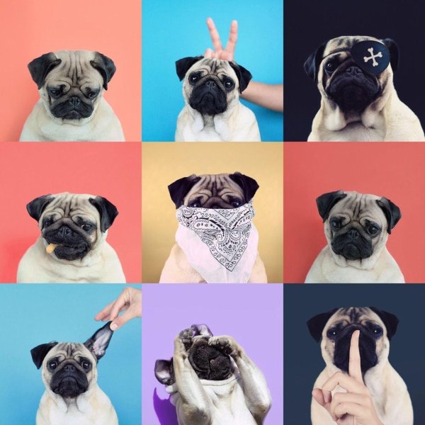 мопс короткошерстный