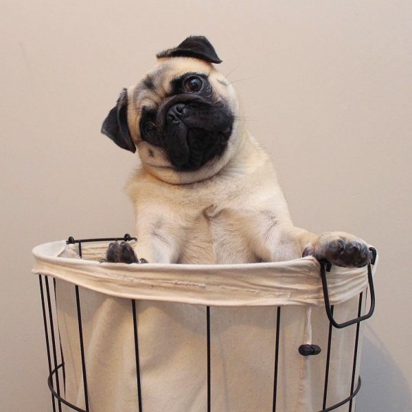 милые мопсы