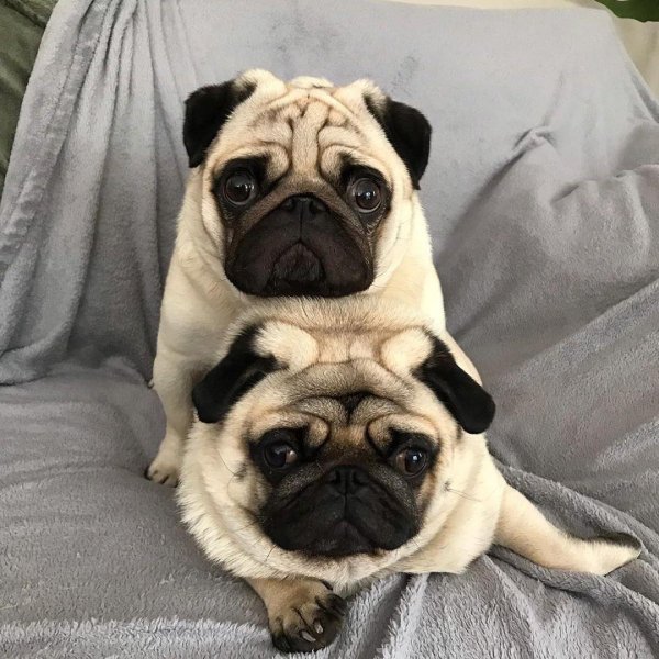 французский мопс