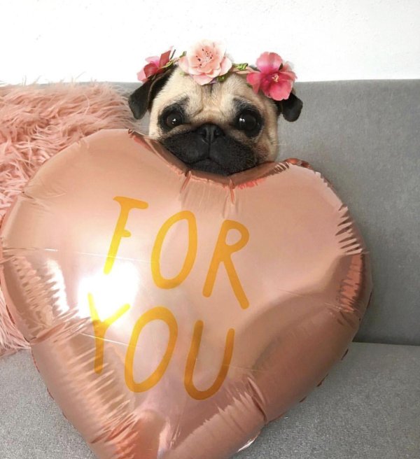 валентинка с мопсом