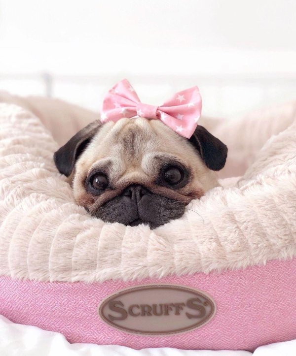 милые мопсики