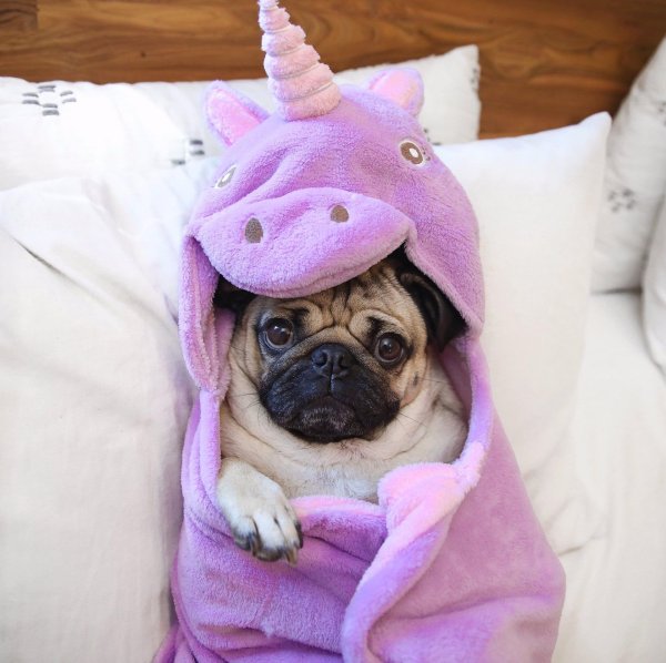 милые мопсики