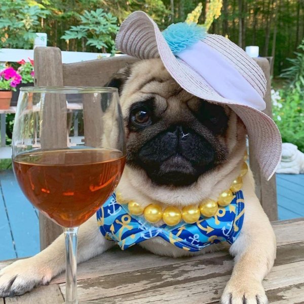 мопсики смешные