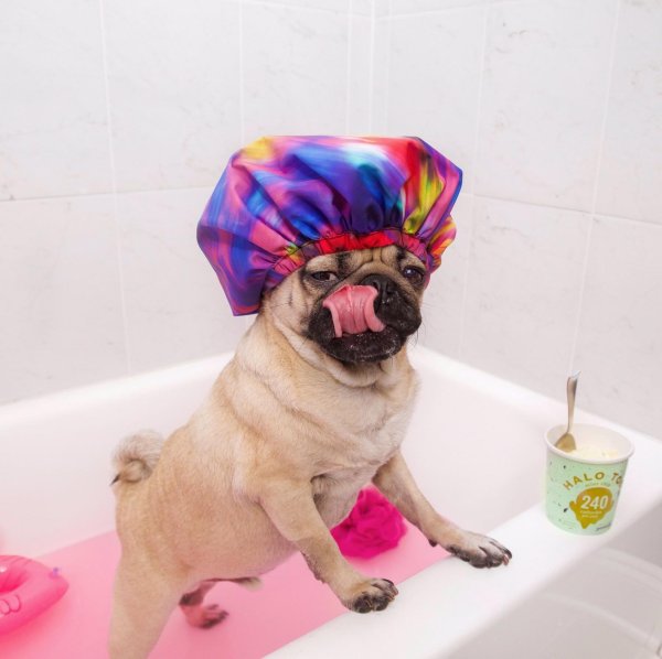 грумминг мопса