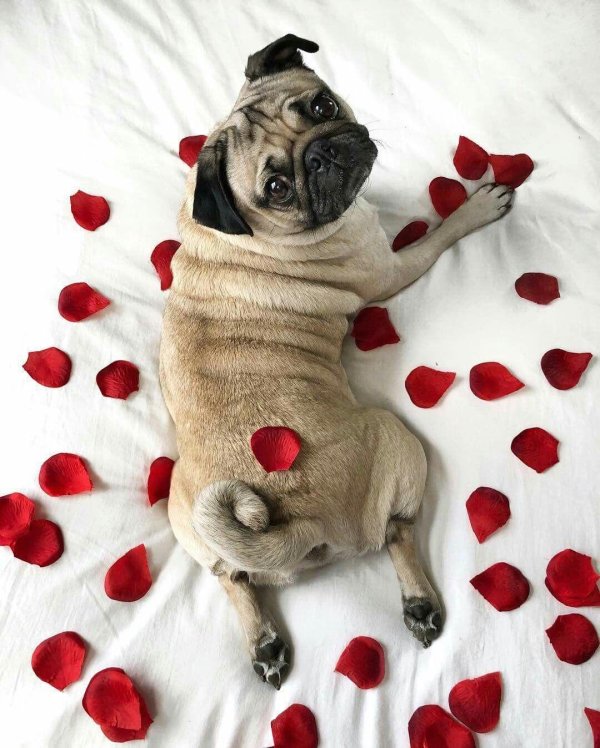 валентинка с мопсом