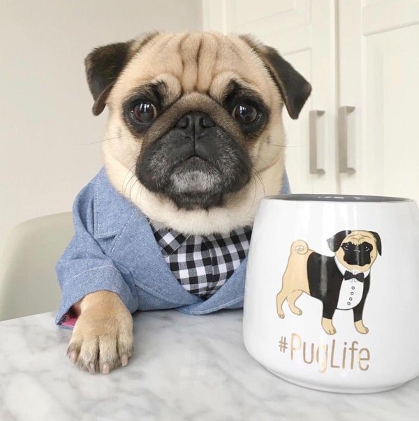 одежда для мопса