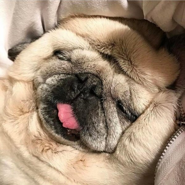 шарпеевидный мопс