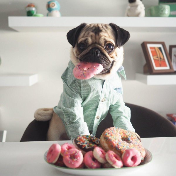 мопсы с едой