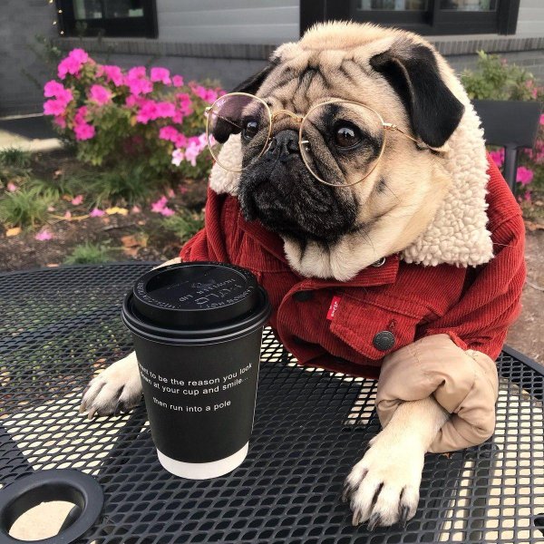 чубася мопс