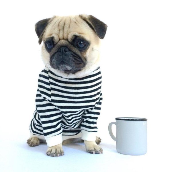 одежда для мопса