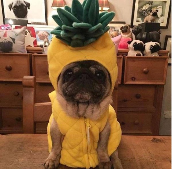 жёлтый мопс