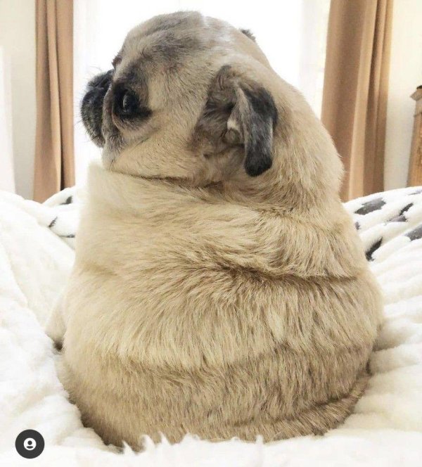 мопс жирный