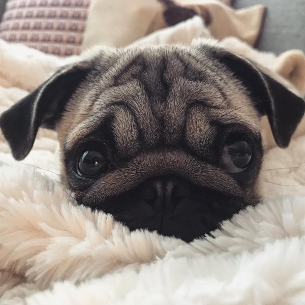 милые мопсики