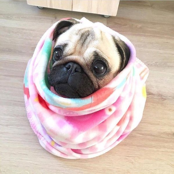 милые мопсики