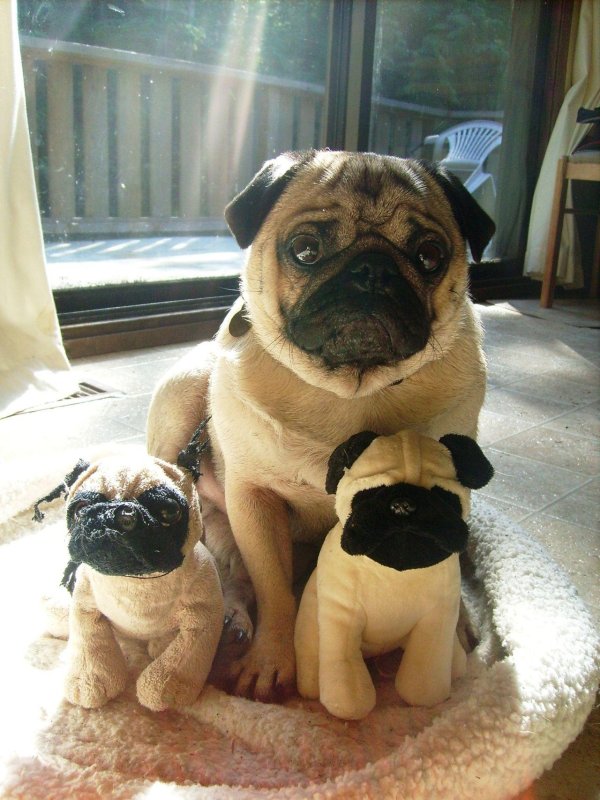 прикольные мопсы