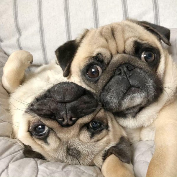 милые мопсики