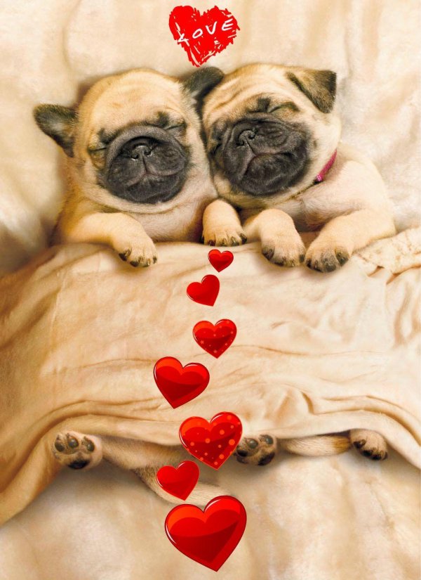 щенки мопса