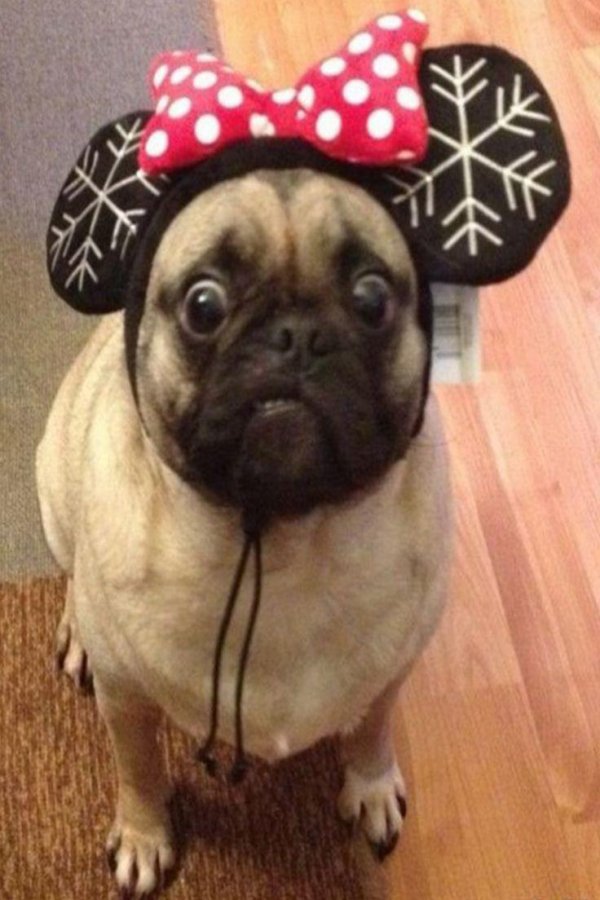 мопсики смешные