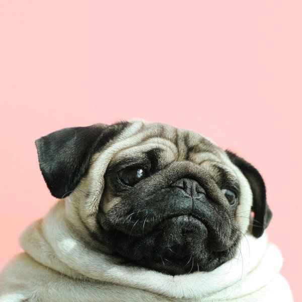 милые мопсы