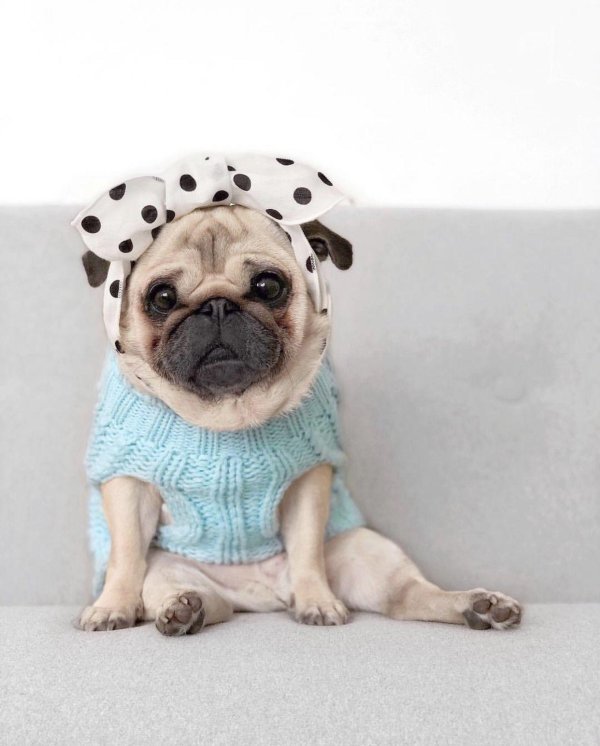 милые мопсики