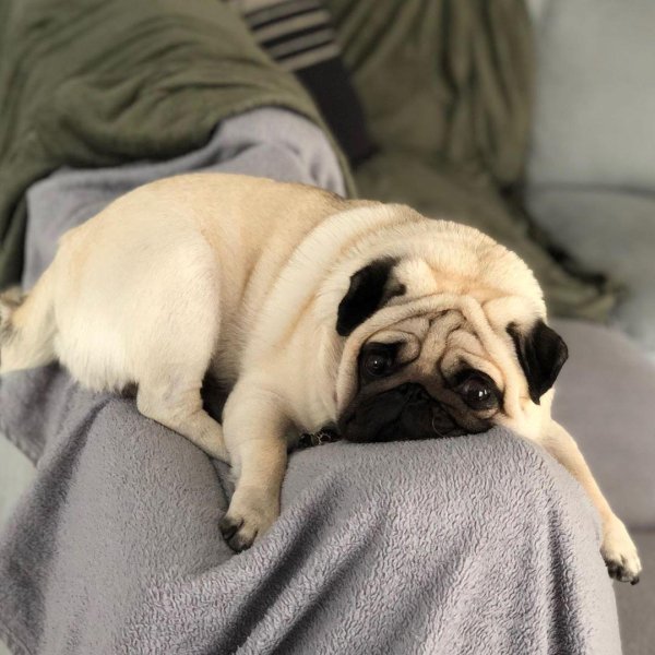 палевый мопс