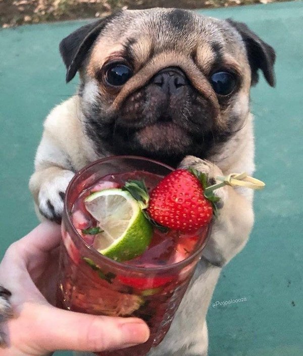 красивые мопсы