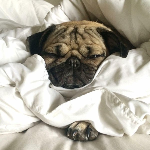 доброе утро мопсик