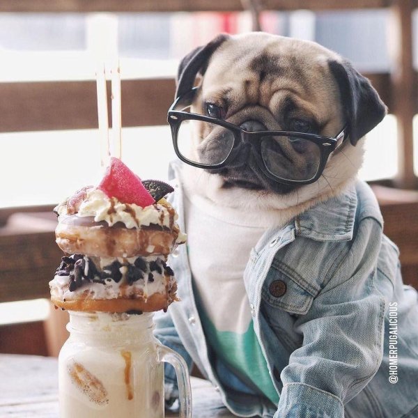 мопсы сладкоежки