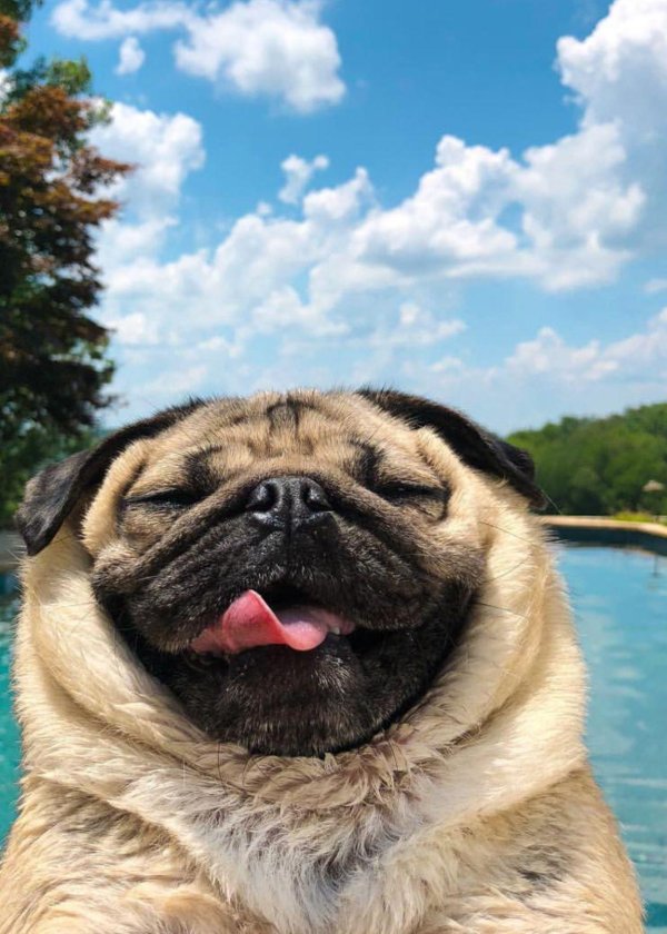 мопсики смешные