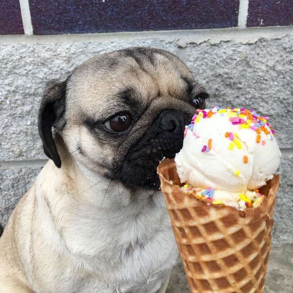 мопсы с едой