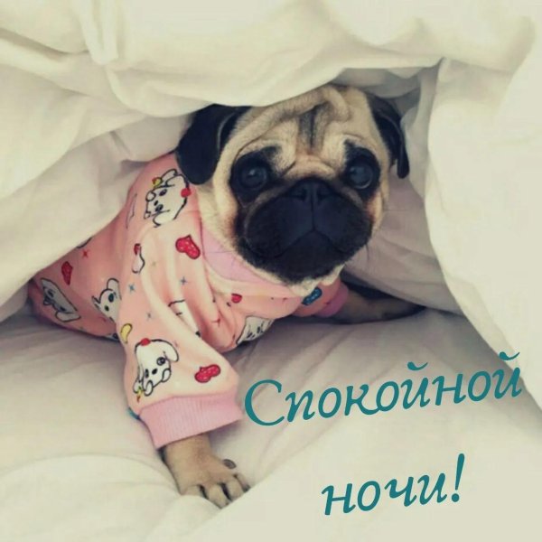 красивые мопсы