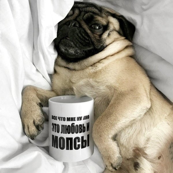 доброе утро мопсик