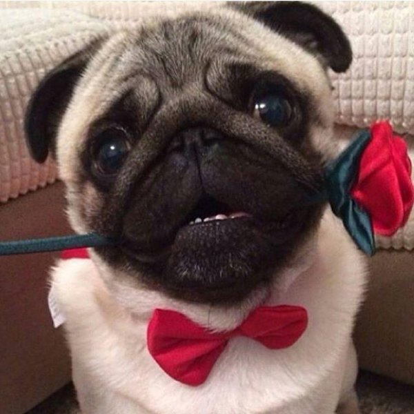 мопсики смешные