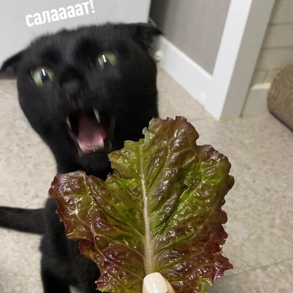 кот с салатом