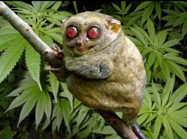 суматранский долгопят