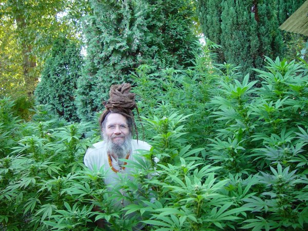 заросли конопли