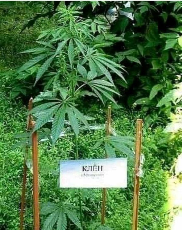 каннабис сатива