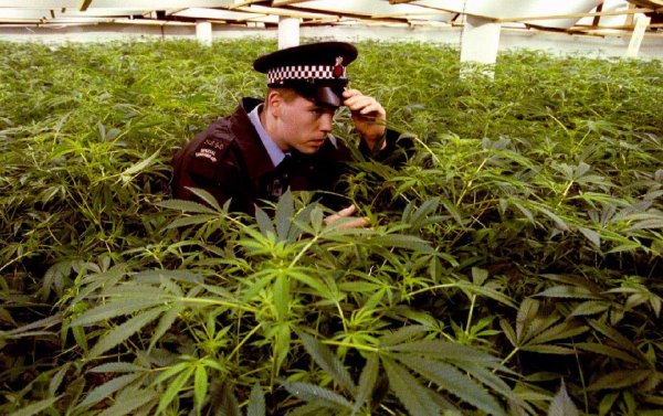 чуйская долина анаша