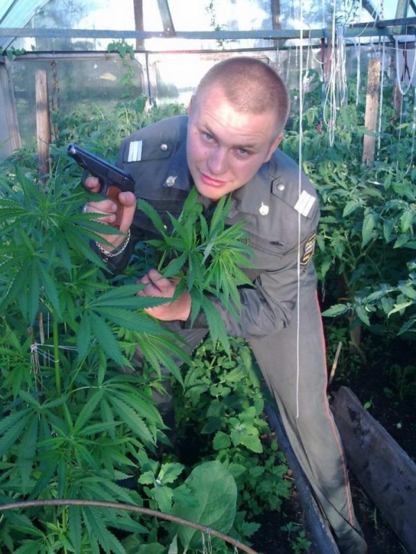 конопляное поле