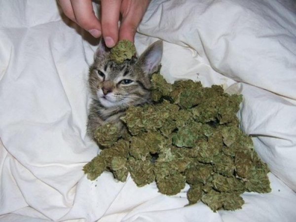 cat weed